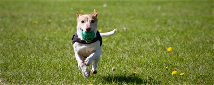 夏天养狗注意什么 狗狗的生命安全不可忽视