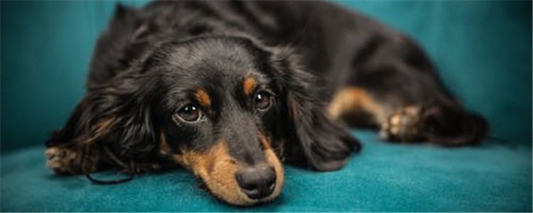 夏天养狗需要注意什么 千万不要把狗单独留在车内！