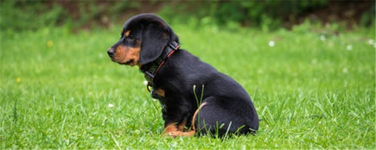 夏天养狗六大注意事项 不要随便使用驱蚊产品