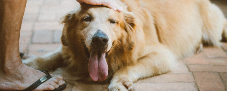 金毛狗皮肤病怎么办 金宝皮肤病会传染人吗