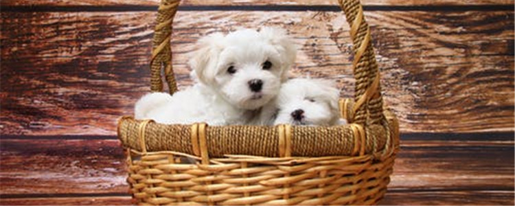 给狗洗澡注意什么 不是洗得越勤就对狗越好