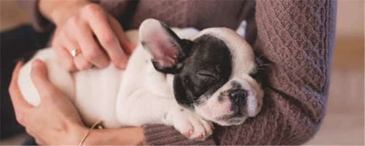 怎么给狗狗剪毛 给狗狗剪毛的顺序你知道吗