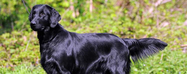 平毛寻回犬的体型 平毛寻回犬的特征介绍
