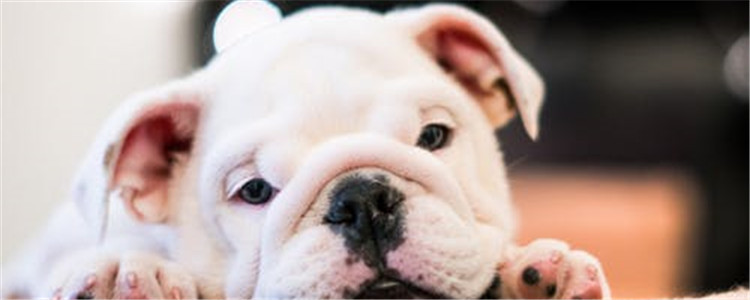 怎样为狗狗修剪毛发 要修剪狗狗哪里的毛发