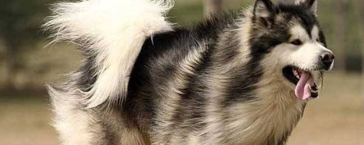 阿拉斯加老掉毛怎么办 阿拉斯加掉毛怎么收拾