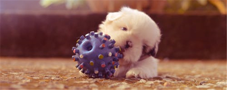 如何给狗狗剪毛 给狗狗剪脸部要注意什么