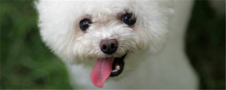 怎么给贵宾剪毛 给贵宾犬要注意什么