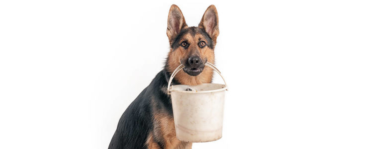 狗狗吃狗粮有什么好处吗 狗粮作为狗狗主食有什么优越性？