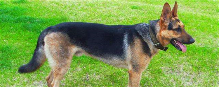 德牧好养吗 工作犬的成长之路很艰辛