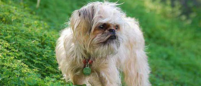 罗秦犬呕吐怎么办 罗秦犬呕吐要如何治疗