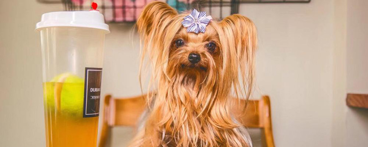 遛狗的正确方法 遛狗也有技巧哦