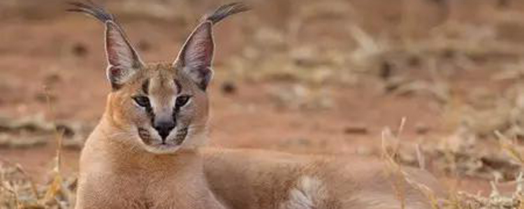 猫舔了碘伏会有事吗 猫舔碘伏你咋心这么大呢！