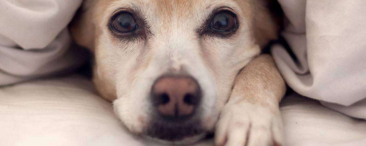 狗粮能经常换吗 看这一篇让你涨知识