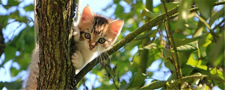 怎样预防猫咪得皮肤病 这五个方面要注意