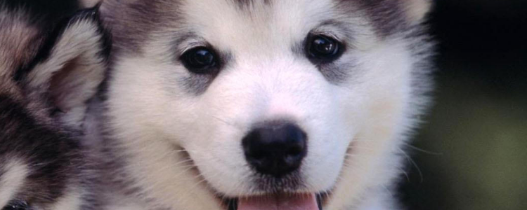 哈士奇幼犬怎么喂养 喂养哈士奇幼犬4点注意事项