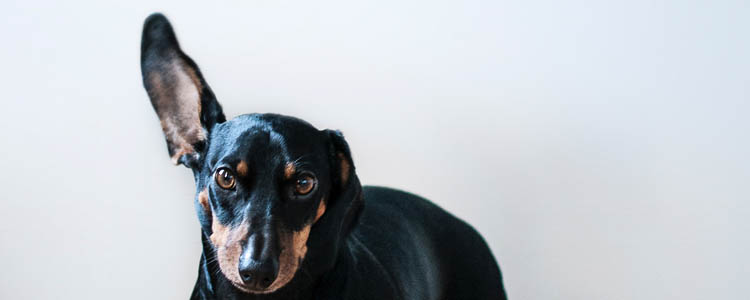 狗狗打疫苗前一天洗澡 打疫苗前一天给狗狗洗澡会怎么样