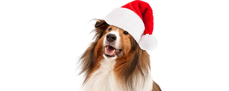 牧羊犬怎么喂长得快 牧羊犬要注重哪些营养?