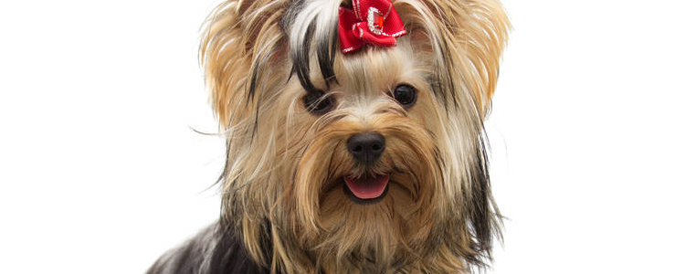 宝路狗粮怎么样 宝路狗粮各品种对比