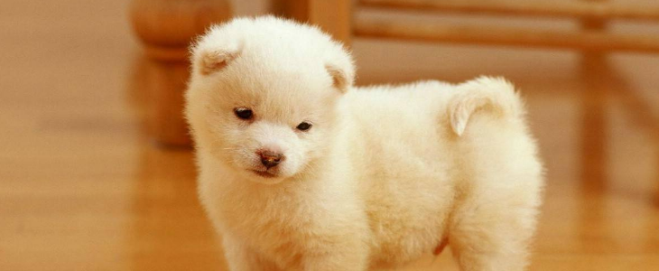 狗粮品牌对比 各种狗粮的特点比较和差价