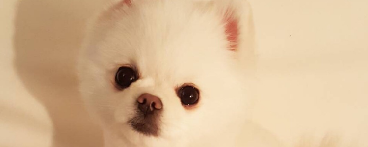 狗狗为什么会有泪痕 背后原因大揭秘