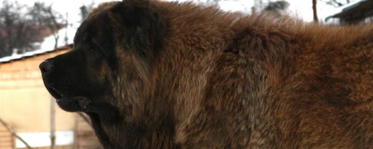 高加索犬多少钱一只 高加索犬全国各地价钱调查