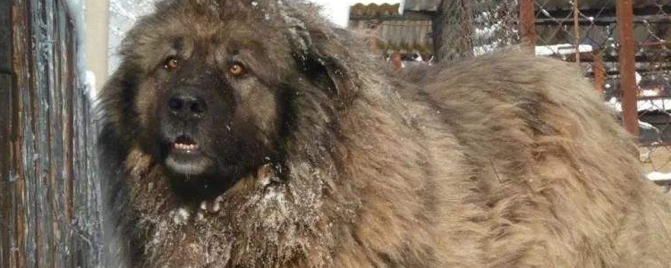 高加索犬饲养和管理 高加索犬的饲养指南