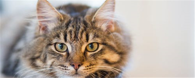 猫咪发情期持续多久 猫咪什么时候可以进行交配