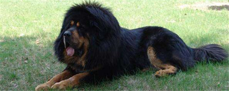 藏獒是狗吗 藏獒会主动攻击人吗