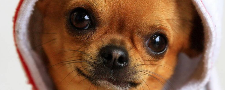 吉娃娃怎么养 不同阶段的吉娃娃的饲养指南