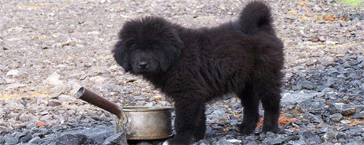 藏獒怎么训练 四个方面教你如何训练藏獒