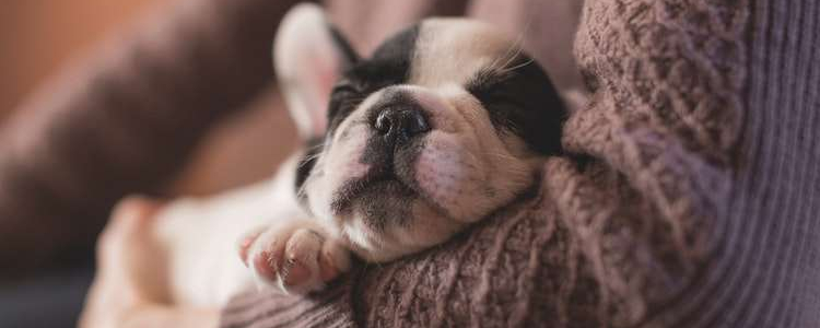 狗狗断奶后吃什么 断奶后的幼犬应该喂多少口粮