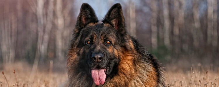 狗狗大便排泄状况察看宠物健康 怎么看狗狗大便是否正常