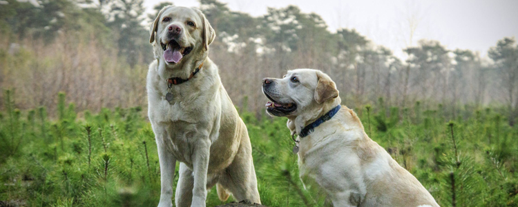 人畜共患病有哪些 常见人犬共患传染病科普