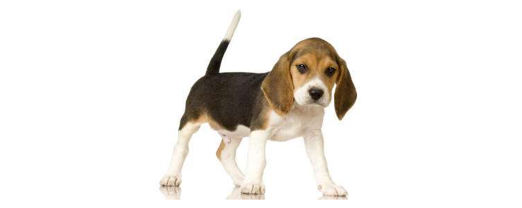 狗狗不吃东西是什么原因 这些情况你该警惕了