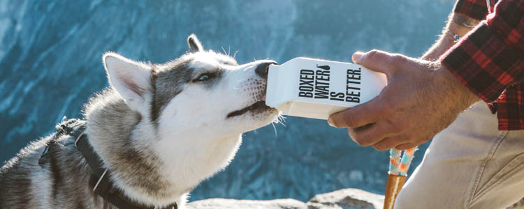 什么样的狗粮好 犬粮是很重要营养均衡最健康