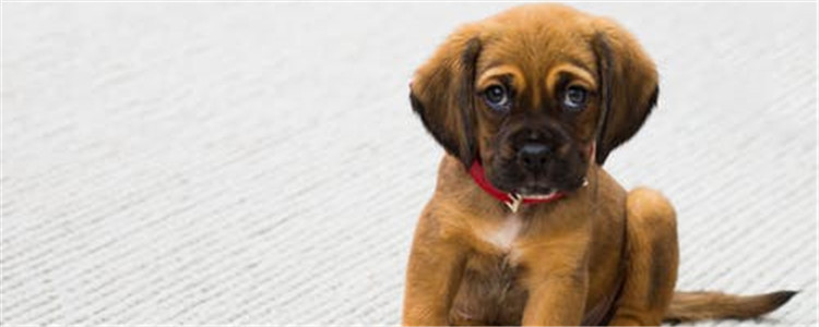 狗为什么会哭 狗狗哭的原因有哪些