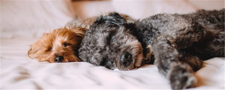 怎么给狗狗剪毛 你会正确的给狗狗剪毛吗