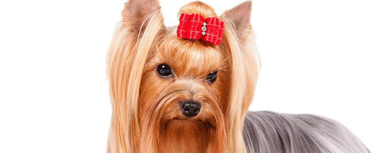 西施犬怎么喂养 饲养西施犬应当注意哪些？