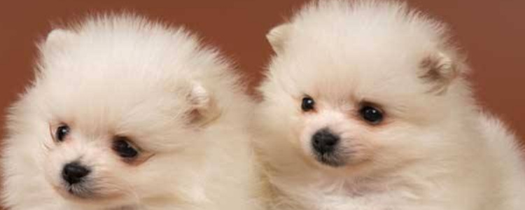 博美体臭原因 博美体臭的主要来源地你都发现了吗?