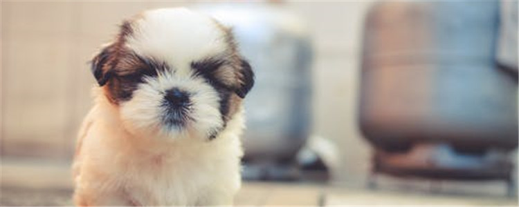 怎么判断狗狗健康 注意看这几个地方就可以了