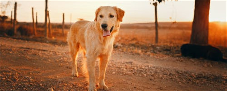 什么狗的忠诚度高 中华田园犬必须拥有姓名