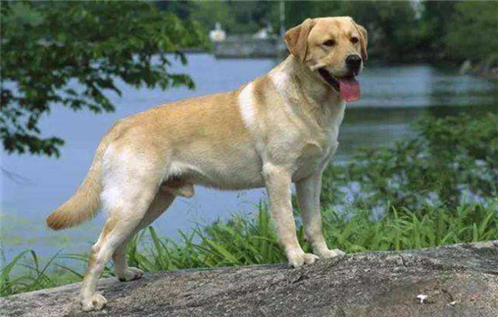 什么狗的忠诚度高 中华田园犬必须拥有姓名