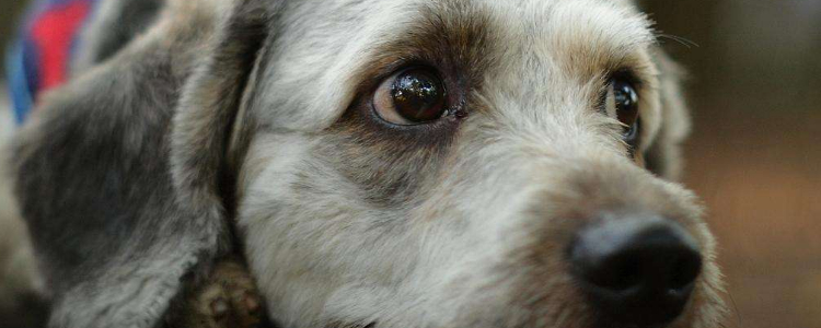 狗饭食谱 教您轻松自制营养宠物狗粮