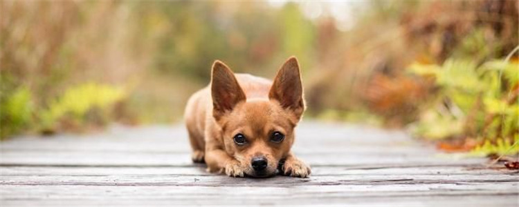 如何分辨吉娃娃纯不纯 纯种吉娃娃的特点是什么