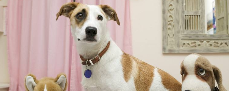 狗狗断奶吃什么 小狗的狗粮该如何选择