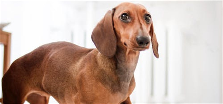 狗狗怎样算肥胖 狗狗肥胖有什么危害