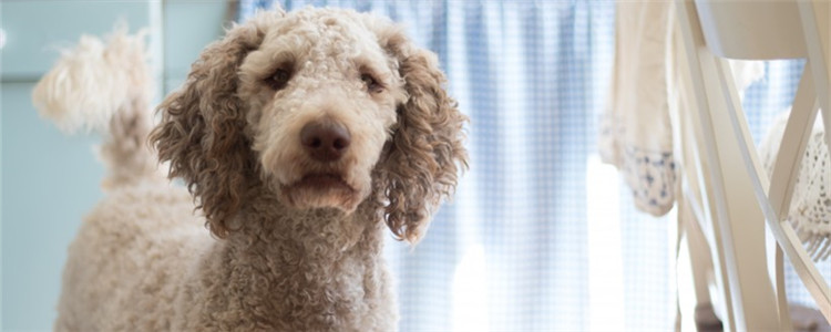 什么狗适合女生养 这几种狗不妨了解一下