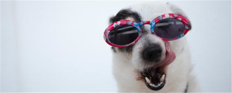 什么狗的食量大 这几种狗狗食量大你知道吗