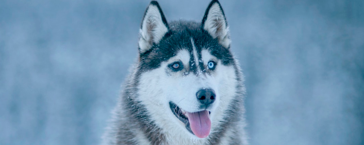 买狗常见骗术大揭秘 不要再被骗了！