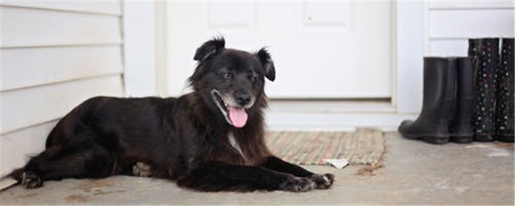 狗狗智商低的表现 你家的狗狗智商低吗